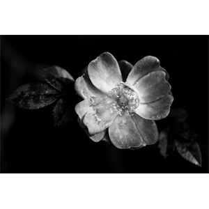Marketplace